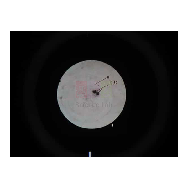 Microslide Meiosis